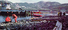 Beach cleaning, Exxon Valdez -89